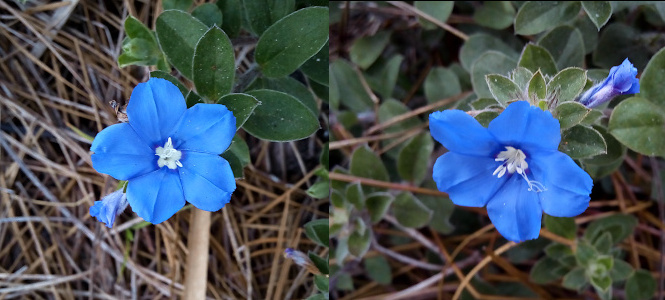 [Two photos spliced together of two different blue flowers. The flowers have five wide petals with a crease in the center of each petal. The center is white with white stamen protruding from it. The image on the left views the flower face on. The image on the right is a side view so it is easier to see the white stamen protruding.]